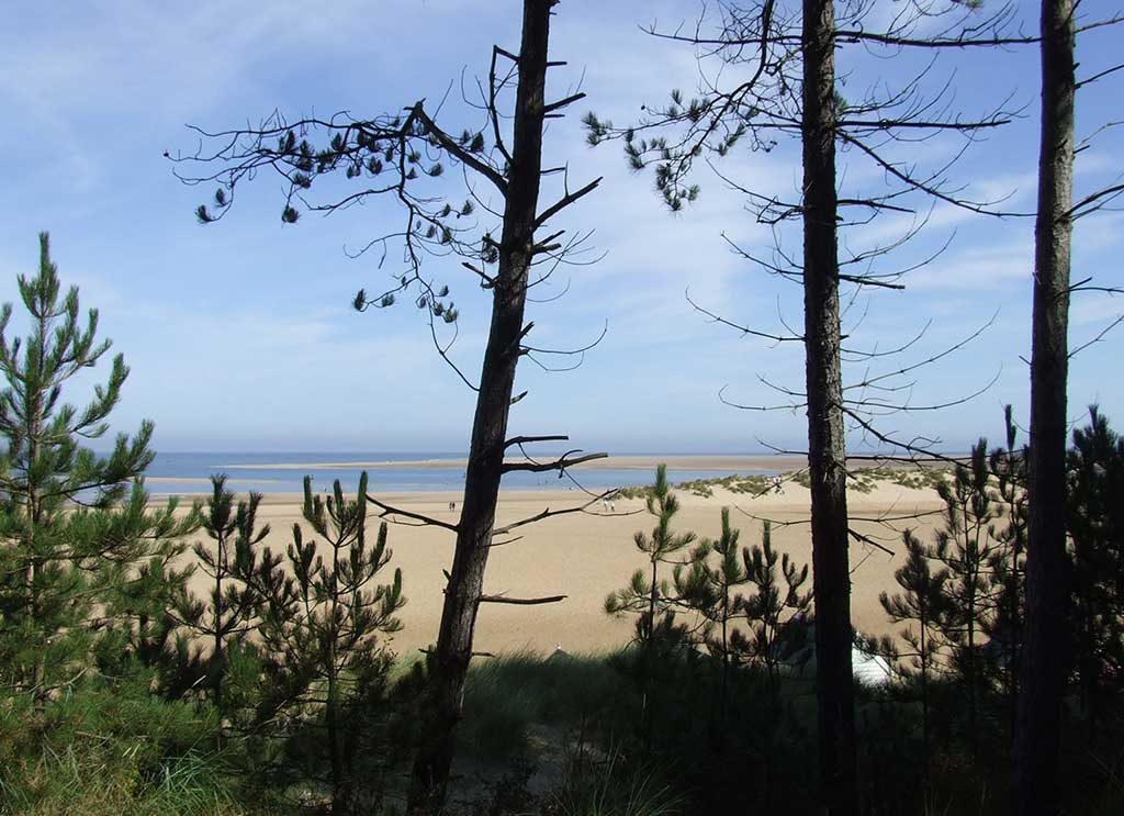 View from the pinewoods