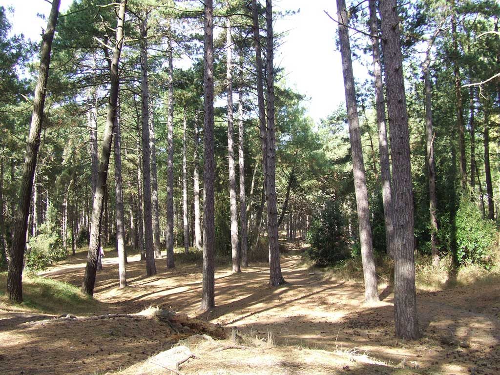 The Pinewoods
